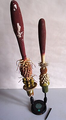 Historical model of the inner part of the inflorescence, the spadix with the flowers and ring of small hairs. Botanical Museum Greifswald. Modell von Arum (Aronstab) -Brendel Nr. 202-.jpg