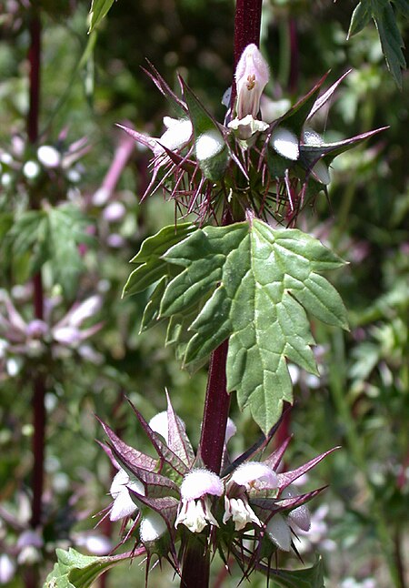 Moluccella spinosa