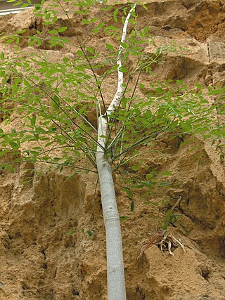 <i>Moringa hildebrandtii</i> Species of tree