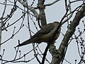 Thumbnail for File:Mourning Dove on tree.jpg