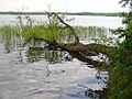 Mueggelsee - Gefallenen Baum (Mueggel Lake - Fallen Tree) - geo.hlipp.de - 36678.jpg