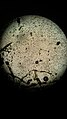 Muestra de agua de la poza de los enanos vista al microscopio.jpg