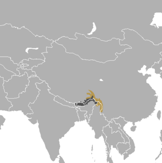 <span class="mw-page-title-main">Gongshan muntjac</span> Species of deer