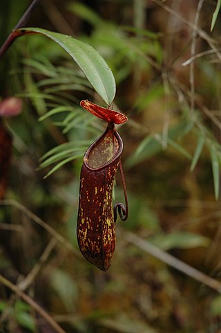 <i>Nepenthes muluensis</i> Tropical pitcher plant endemic to Borneo