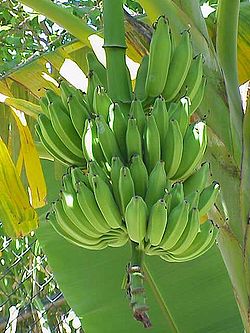 Bananas