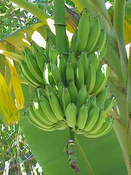 Bananaro