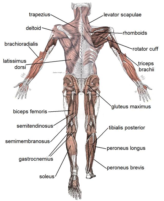 posterior skeletal muscles