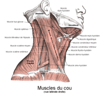 Muscles antérieurs du cou — Wikipédia