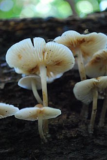 The whitish gills develop reddish-brown stains as they mature. Mycena maculata 60204.jpg