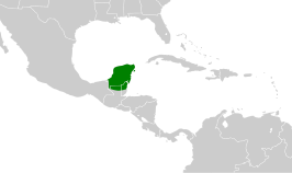 Yucatántiran