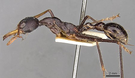 Myrmecia arnoldi casent0914017 p 1 high.jpg