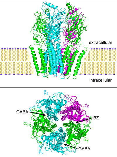 with gaba klonopin neurotransmitter