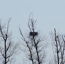 Seeadlerhorst im FFH-Gebiet Steinhuder Meer mit Randbereichen