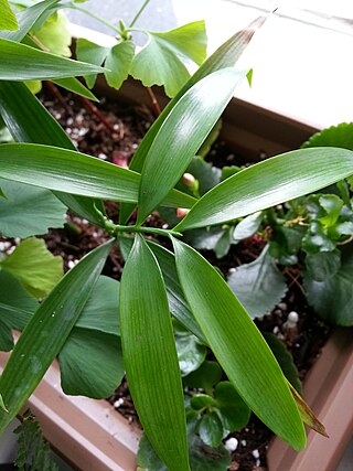 <i>Nageia fleuryi</i> Species of conifer