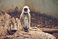 Langur