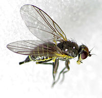 Napomyza bellidis (14196697148).jpg