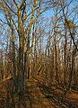 Čeština: Národní přírodní památka Medník nedaleko obce Hradištko pod Medníkem,okres Praha-západ - ČR English: National natural monument Medník near Hradištko pod Medníkem, Prague-West District (Czech Republic)