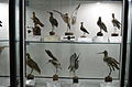 Natural History and Technology Museum of Shiraz University Darafsh (10).JPG
