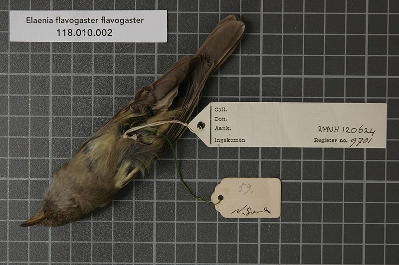 File:Naturalis Biodiversity Center - RMNH.AVES.120624 - Elaenia flavogaster flavogaster (Thunberg, 1822) - Tyrannidae - bird skin specimen.jpeg