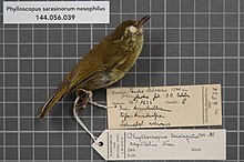 Naturalis Biodiversity Center - RMNH.AVES.138058 1 - Phylloscopus sarasinorum nesophilus (Riley, 1918) - Sylviidae - burung kulit specimen.jpeg