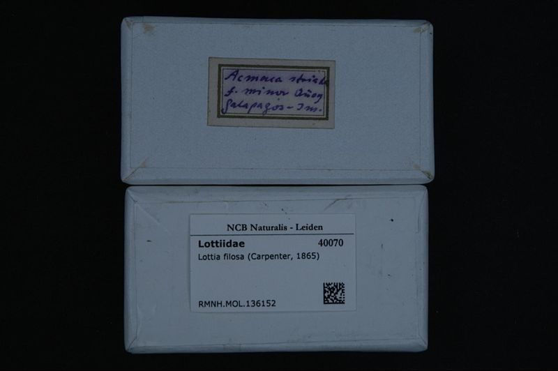 File:Naturalis Biodiversity Center - RMNH.MOL.136152 1 - Lottia filosa (Carpenter, 1865) - Lottiidae - Mollusc shell.jpeg