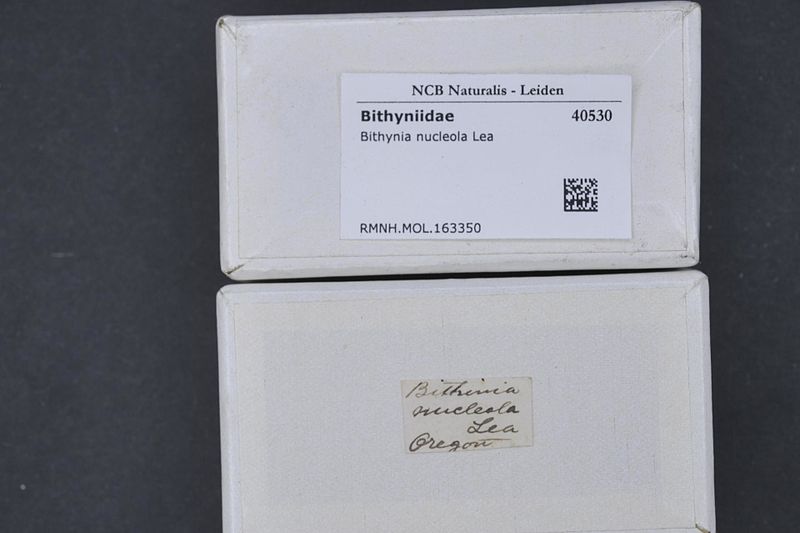 File:Naturalis Biodiversity Center - RMNH.MOL.163350 1 - Bithynia nucleola Lea - Bithyniidae - Mollusc shell.jpeg