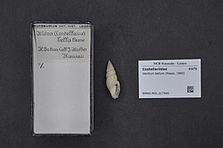 Naturalis Biodiversity Center - RMNH.MOL.217440 - Vexillum bellum (Pease, 1860) - Costellariidae - Mollusc shell.jpeg