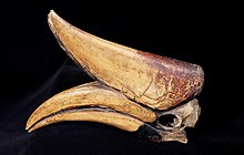 The skull of B. r. silvestris Naturalis Biodiversity Center - ZMA.AVES.34456 - Buceros rhinoceros silvestris Vieillot, 1816 - Bucerotidae - head specimen.jpeg