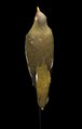 File:Naturalis Biodiversity Center - ZMA.AVES.8704 - Treron pompadori griseicauda Salvadori, 1893 - Columbidae - bird skin specimen.webm