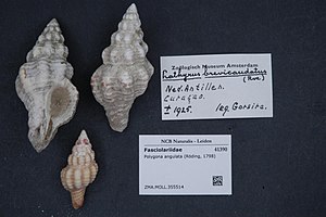 Naturalis Biodiversity Center - ZMA.MOLL.355514 - Polygona angulata (Röding, 1798) - Fasciolariidae - Mollusc shell.jpeg