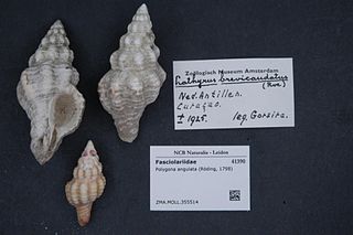 <i>Polygona angulata</i> Species of gastropod