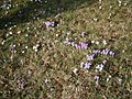 Meadow with naturalised crocusses