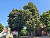 Naturdenkmal Zwei Linden bei der Kirche Stutensee Staffort.jpg