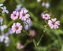 Toukokukka (Vaccaria hispanica)