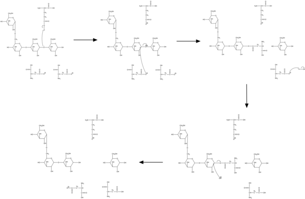 maltose hydrolysis mechanism