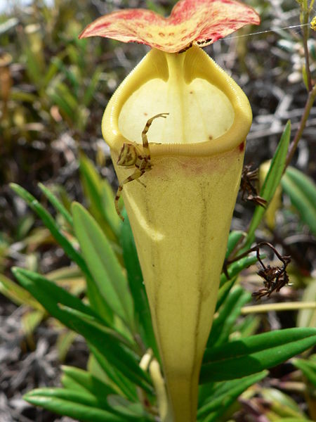 File:Nepenthes madagascariensis - Nepenthaceae - Katja Rembold (12)-2.JPG