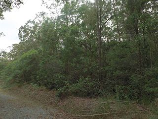 <span class="mw-page-title-main">Nerang National Park</span> Protected area in Queensland, Australia