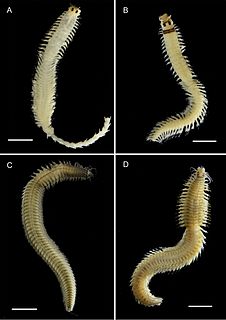 <i>Ceratonereis</i> Genus of annelid worms