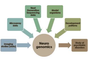 Areas of focus in neurogenomics. This figure highlights the different sources of data and areas of research that guide the field of neurogenomics. Neuro overview.png