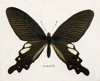 <i>Byasa nevilli</i> Species of butterfly