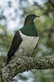 New Zealand Pigeon - New Zealand (25374473508).jpg
