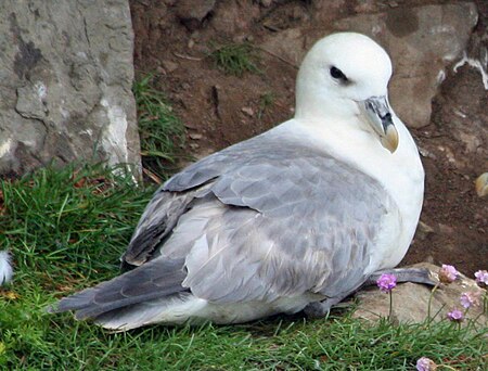 Tập_tin:Northern_Fulmar_scotland_RWD1.jpg