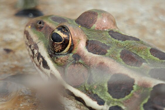 Northern Leopard Frog (Lithobates pipiens)