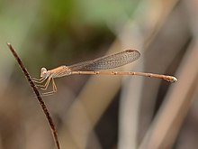 Utara Ringtail 3442.jpg