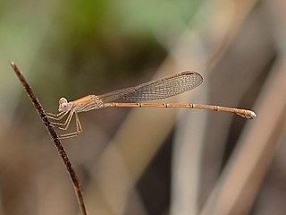 <i>Austrolestes insularis</i> Species of damselfly