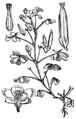 Oxalis corniculata Jednoletna zajčja deteljica plate 214 in: Martin Cilenšek: Naše škodljive rastline Celovec (1892)