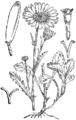 Leucanthemum vulgare Navadna ivanjščica plate 413 in: Martin Cilenšek: Naše škodljive rastline Celovec (1892)