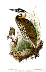 Thumbnail for White-eared night heron
