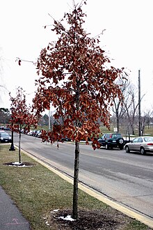 Oak (Quercus) with marcescent foliage Oakmer.JPG