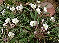 Oenothera caespitosa